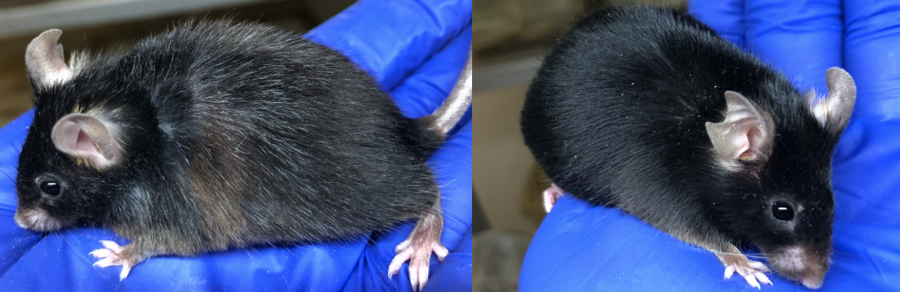 By 18 months of age all control mice developed grey hair (left) while all treated did not (right)